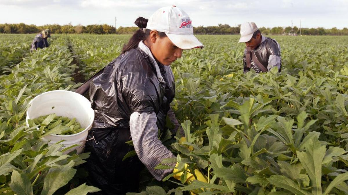 Trabajadores agrícolas mexicanos cosechan okra en una granja de Homestead en esta foto de archivo.