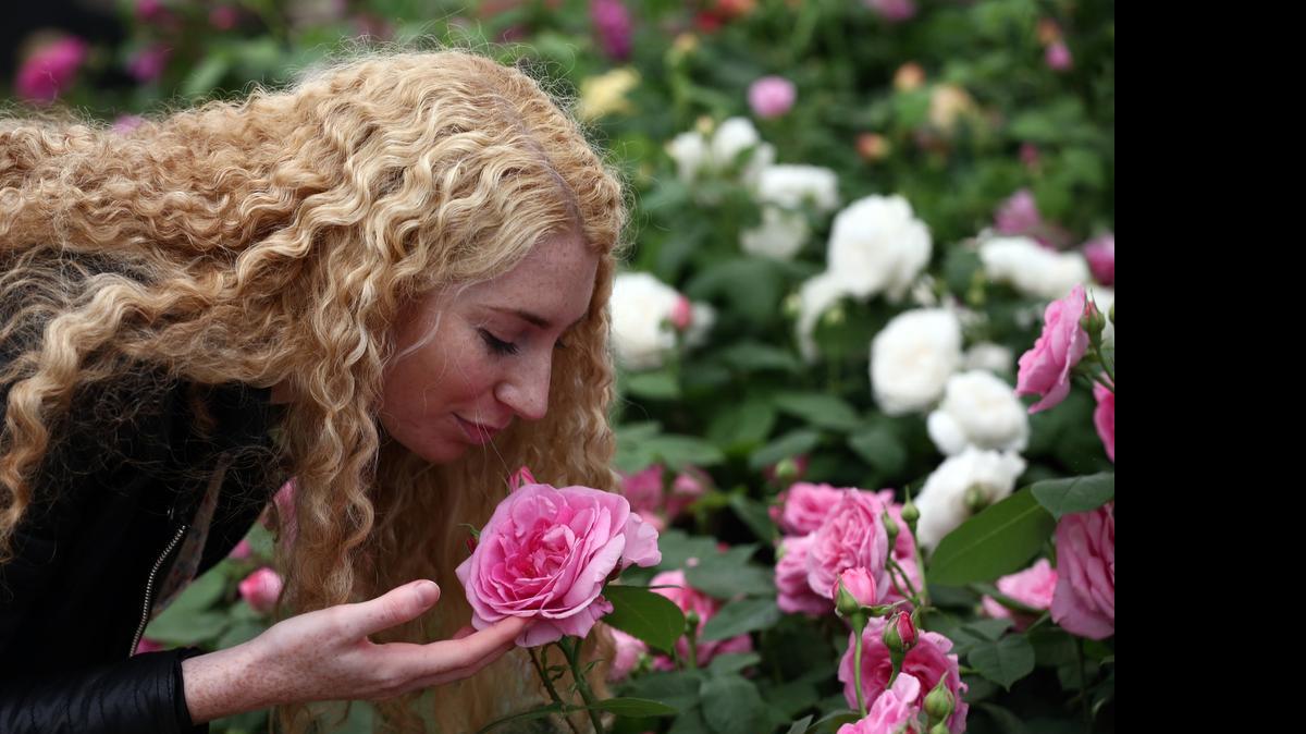 
Una visitante huele el perfume de una rosa en el primer día del show de las Flores Chelsea, celebrado a mediados de mayo en Londres.
