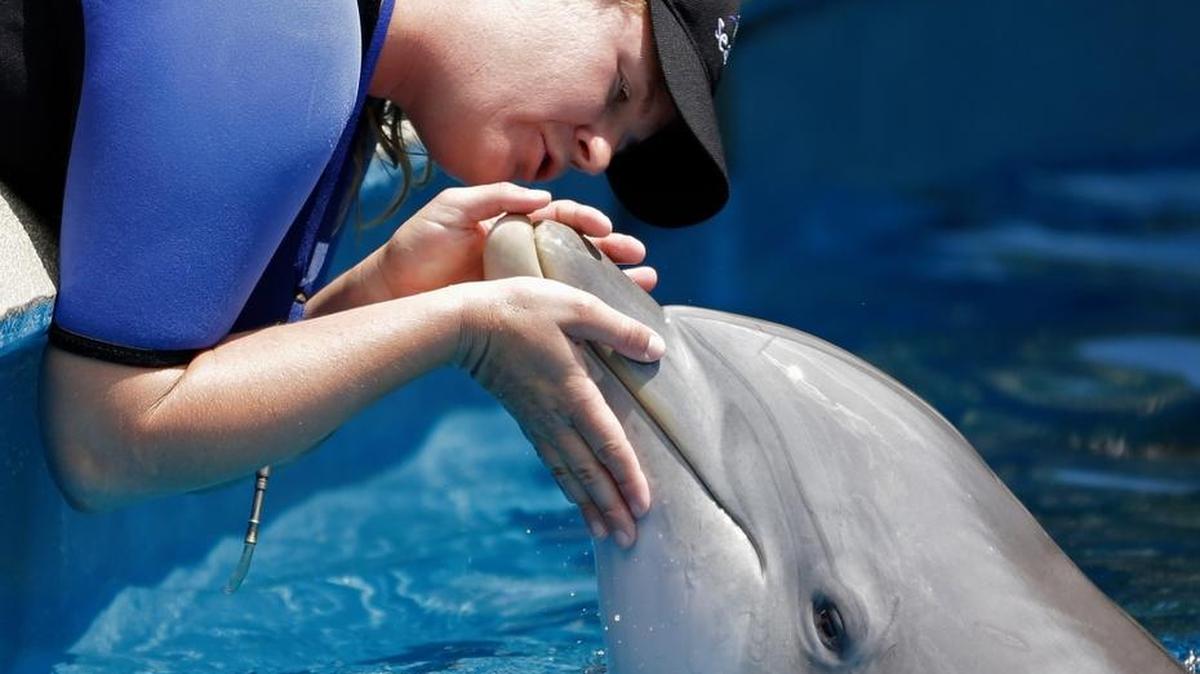 El entrenador de Sea World Aubrey Taylor interactua con un delfin en Orlando. Foto de archivo.