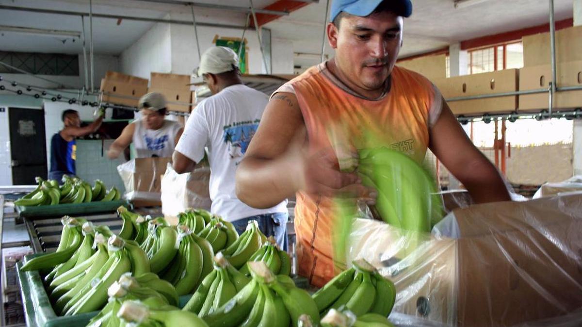 Manuel Arturo Valdez, empaca bananos en la plantación Bella vista en Guayaquil, Ecuador. Foto de archivo.