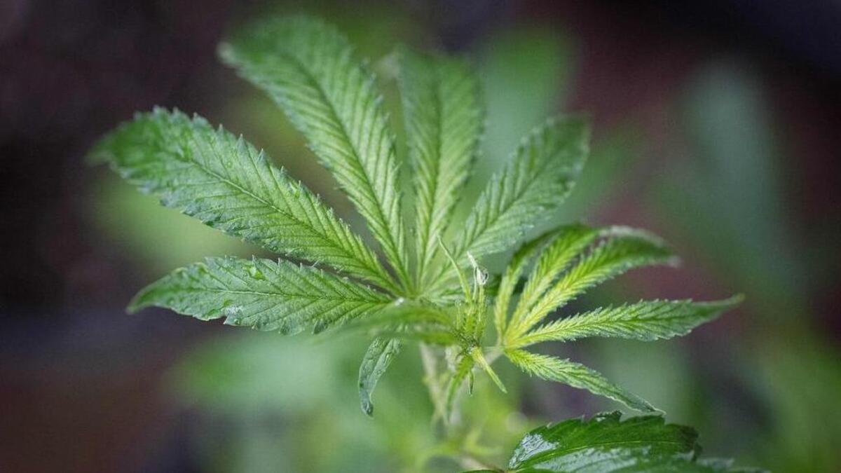 Este martes PepsiCo se unió a la creciente lista de grandes compañías para confirmar el posible interés en hacer bebidas con cannabis.