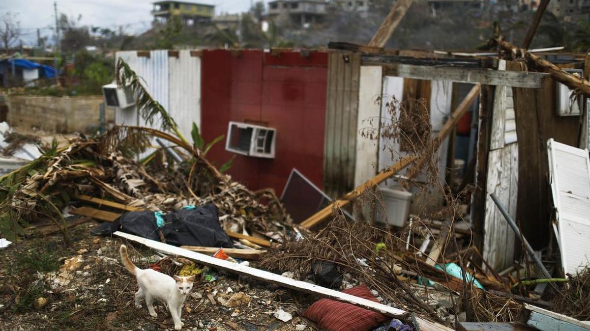 Un gato camina cerca de una casa destruida por el huracán María en San Isidro, Puerto Rico, el 5 de octubre de 2017.