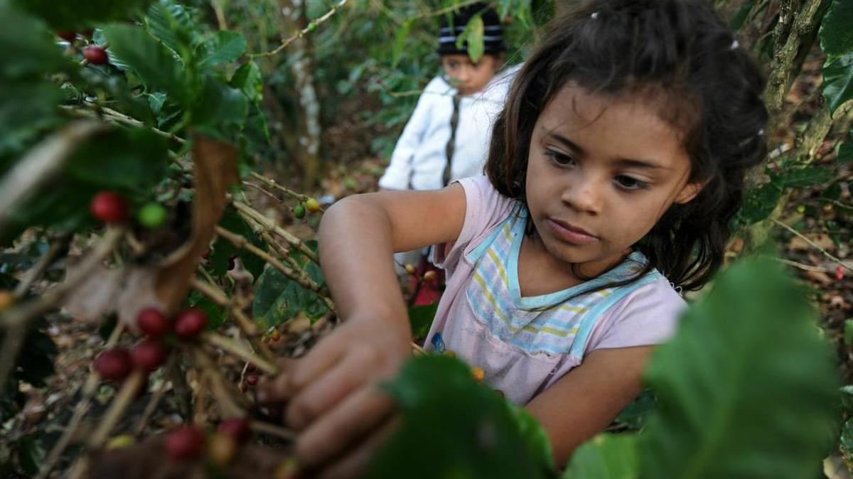 Una niña recolecta granos de café en Honduras el 20 de diciembre de 2010.