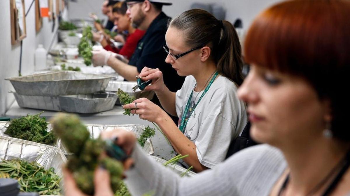 Empleados cortan plantas de marihuana para vender en el negocio llamado Medicine Man en Denver, Colorado. Esa empresa fue una de las primeras compañías en Denver que recibió licencia para vender legalmente la hierba para uso recreativo.