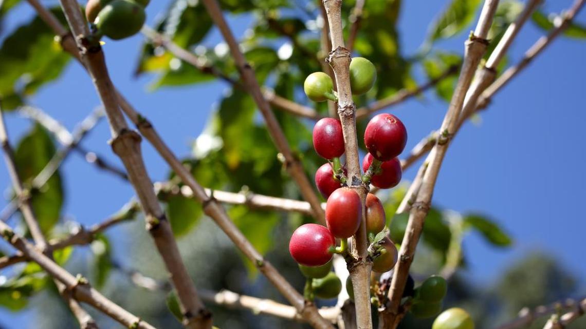 Luego del paso del huracán María, más de un 40 por ciento de las plantaciones de café en la isla han vuelto a cosechar café.