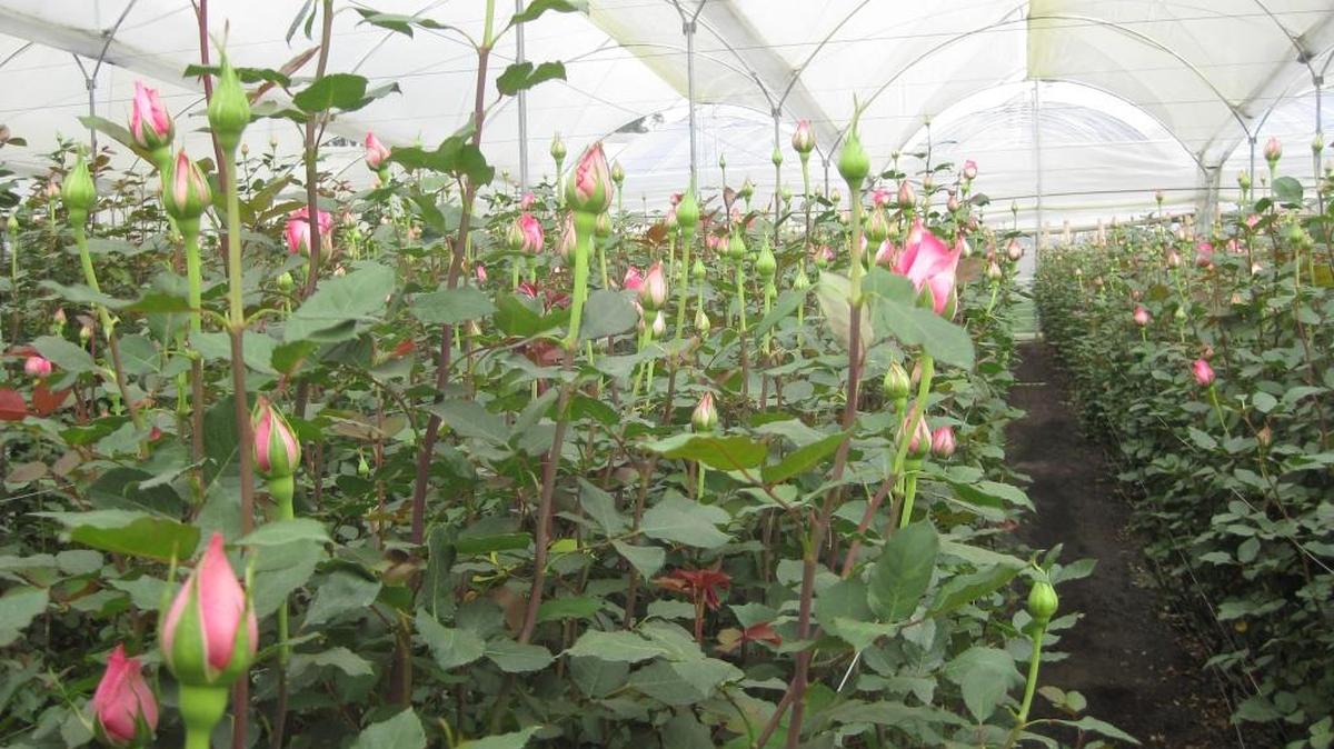 Muchas de las rosas y flores tropicales que se venden en el mercado estadounidense, provienen principalmente de Colombia y Ecuador.