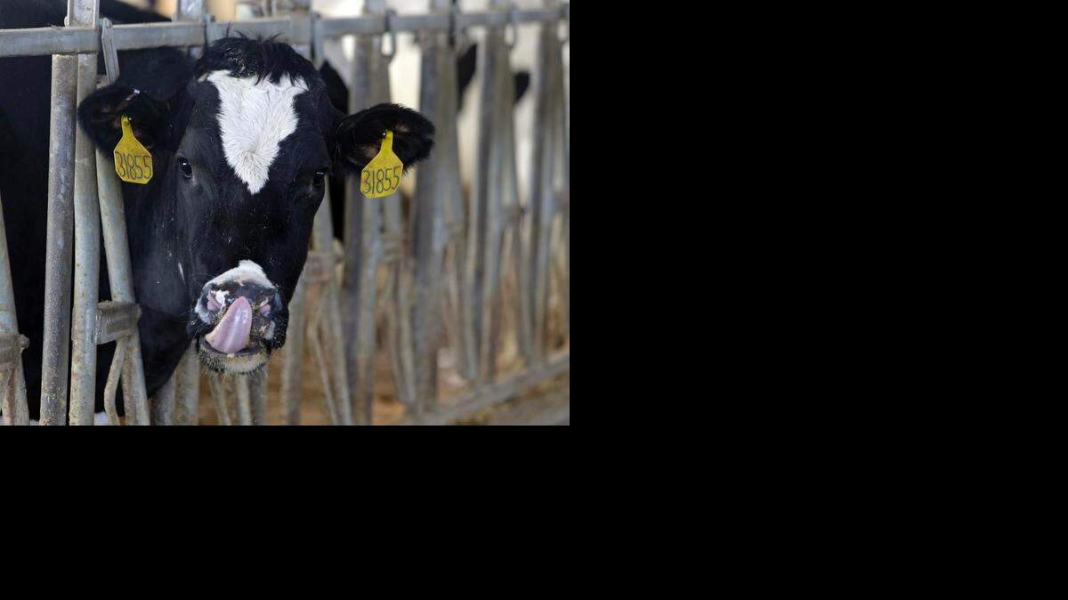 
Una vaca lechera en los establos de Fair Oaks Farms en Fair Oaks, Indiana. Fairlife es un producto de Select Milk Producers y Coca-Cola.
