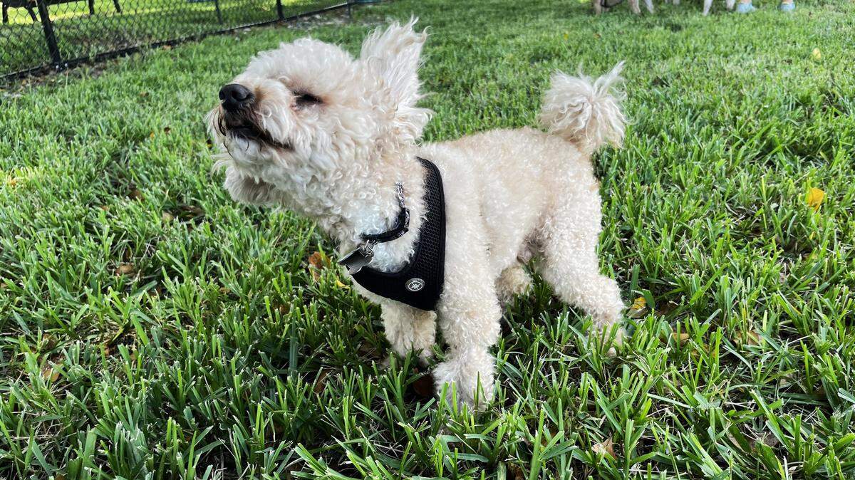 Devo, un mini Poodle de cinco años fue uno de los primeros perros en disfrutar de las instalaciones del parque de perros que ha creado la Ciudad de Hialeah en Goodlet Park