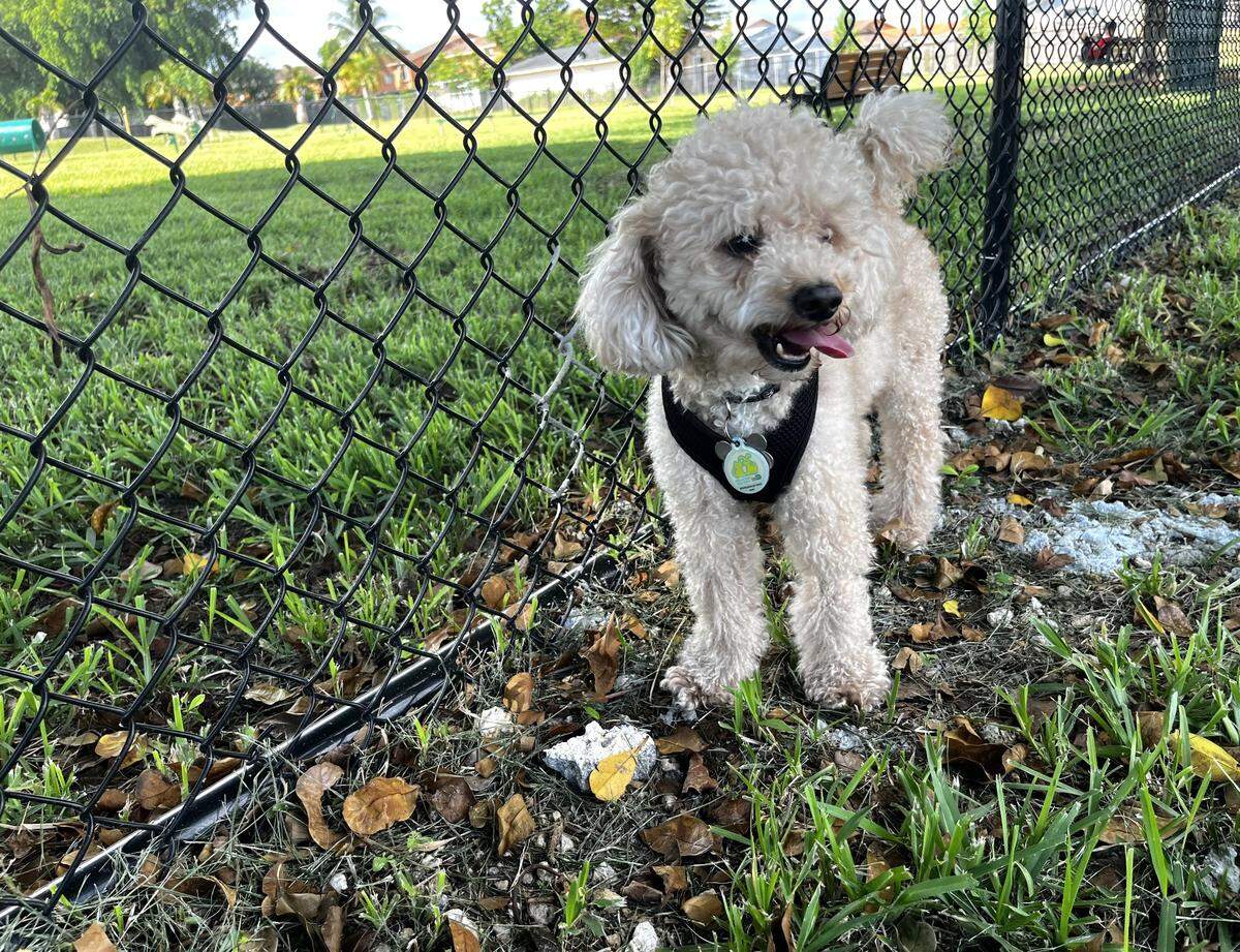 Devo, un mini Poodle de cinco años disfrutó junto a sus dueños de las instalaciones del parque de perros que ha inaugurado la ciudad de Hialeah, en Goodlet Park