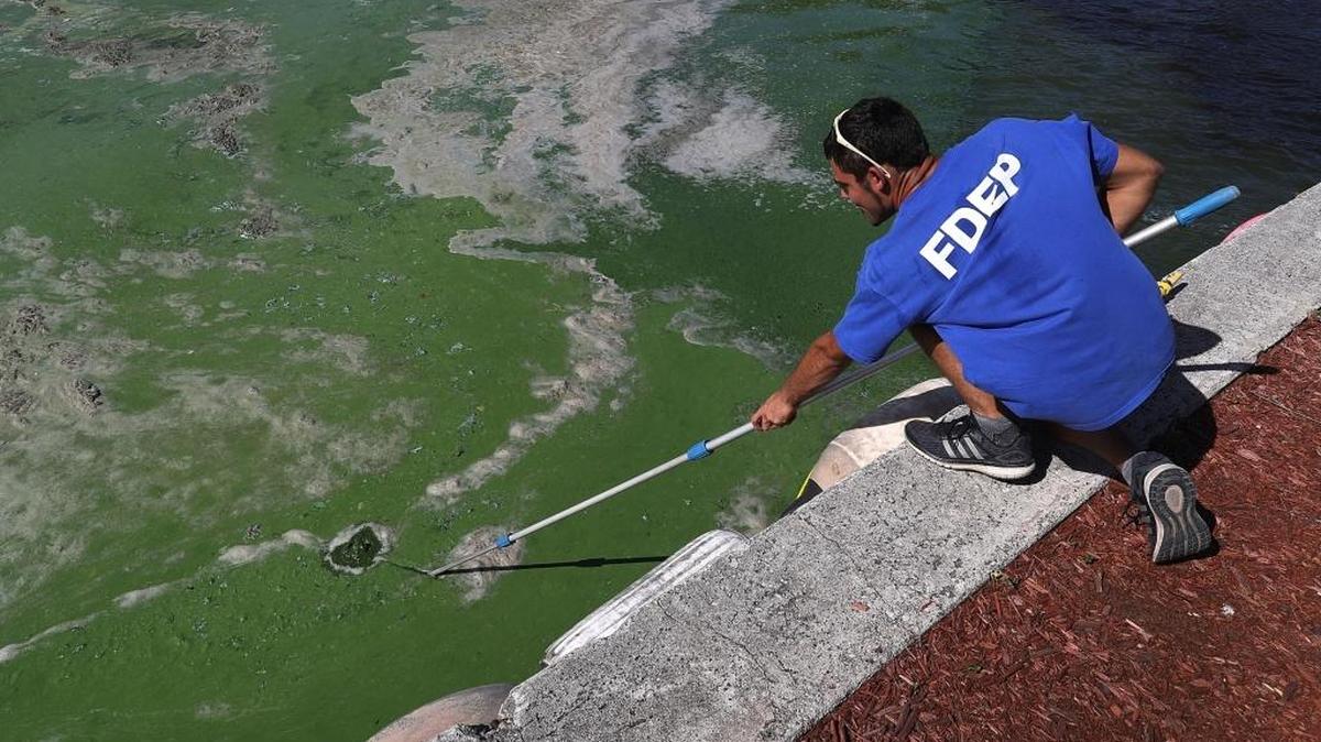 Tom Wippick, del Departamento de Protección Ambiental de la Florida, toma una prueba de las algas tóxicas para someter a examen, cerca de Central Marine, junto al río St. Lucie, en Stuart, Florida, el 11 de julio.