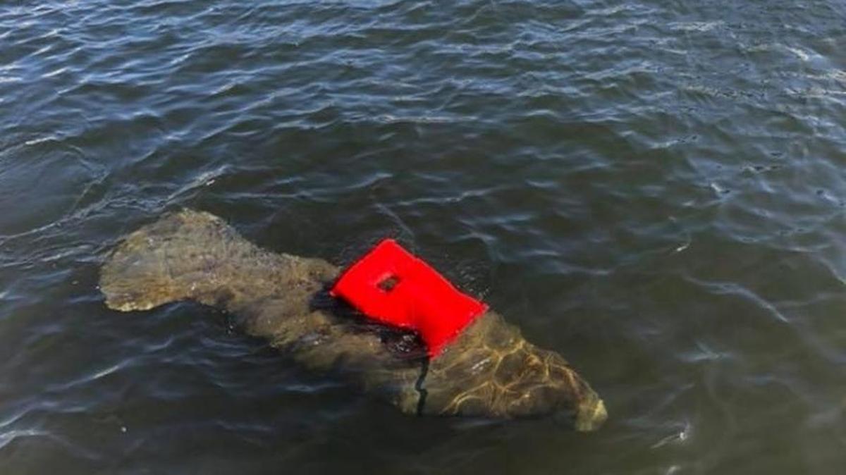 Autoridades en Fort Lauderdale intentan rescatar a un manatee que tiene un chaleco salvavidas atado a su torso.