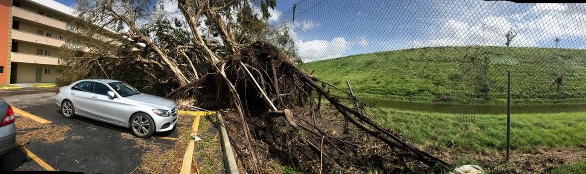 Un auto queda atrapado tras el derribo de un árbol en Cutler Bay