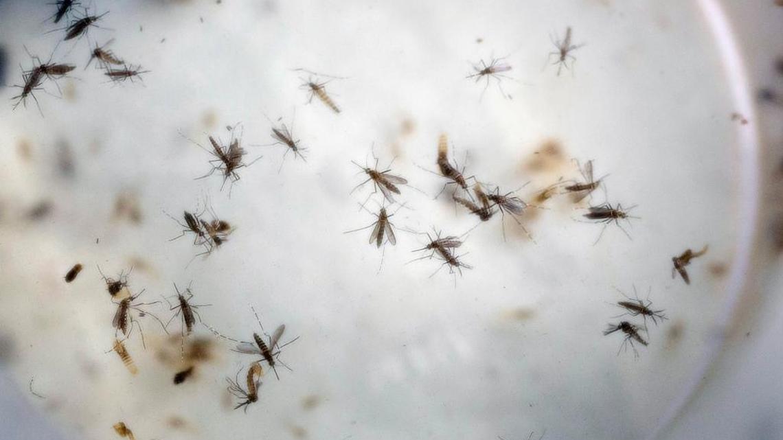 Los mosquitos Aedes aegypti son observados en un laboratorio en Cúcuta, Colombia. El virus es asociado con defectos de nacimiento como la microcefalia.
