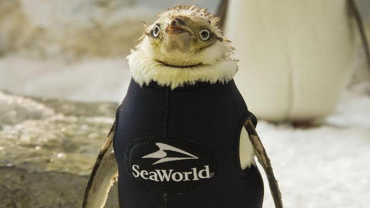 Fotografía cedida en donde aparece Wonder Twin, una pingüino de edad avanzada del parque temático SeaWorld que ha recuperado el plumaje que había perdido gracias a un traje térmico hecho con neopreno que fue diseñado por biólogos del centro de entretenimiento de Orlando, Florida.