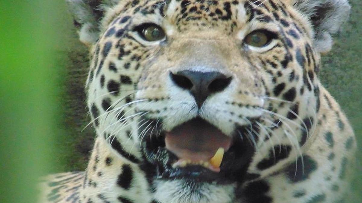 
Nieve, una jaguar de 19 años, en Zoo Miami, fue sacrificada debido a problemas de salud que no tenían solución médica.
