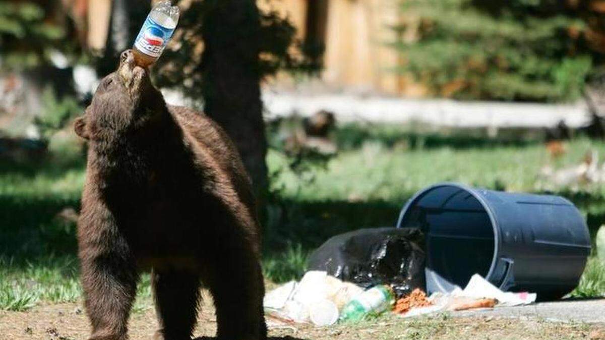 El oso negro de 740 libras es el mamífero de mayor peso nunca antes sacrificado en este estado, según expertos de Comisión para la Protección de la Florida y la Fauna.