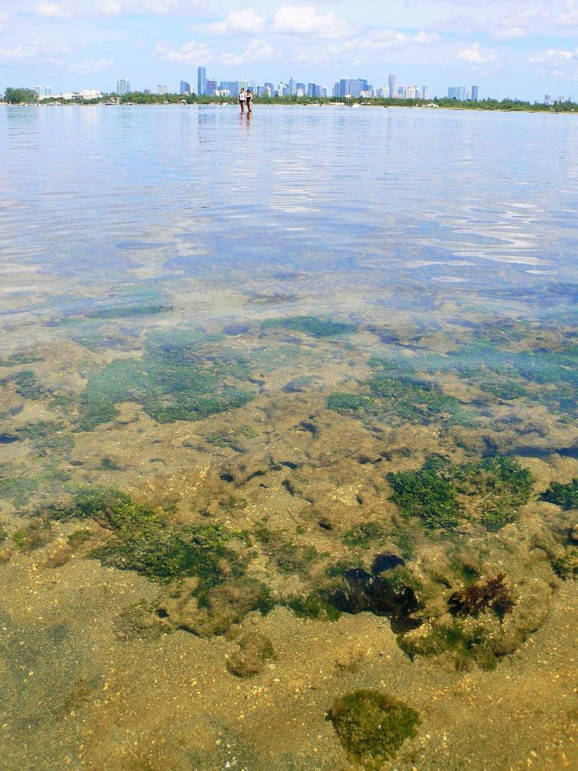 Biscayne Bay has lost more than 80 percent of its seagrass meadows over the past decade. Environmental agencies have blamed chronic pollution brought on by dirty canals, increasing floodwater and leaky septic tanks in older neighborhoods.