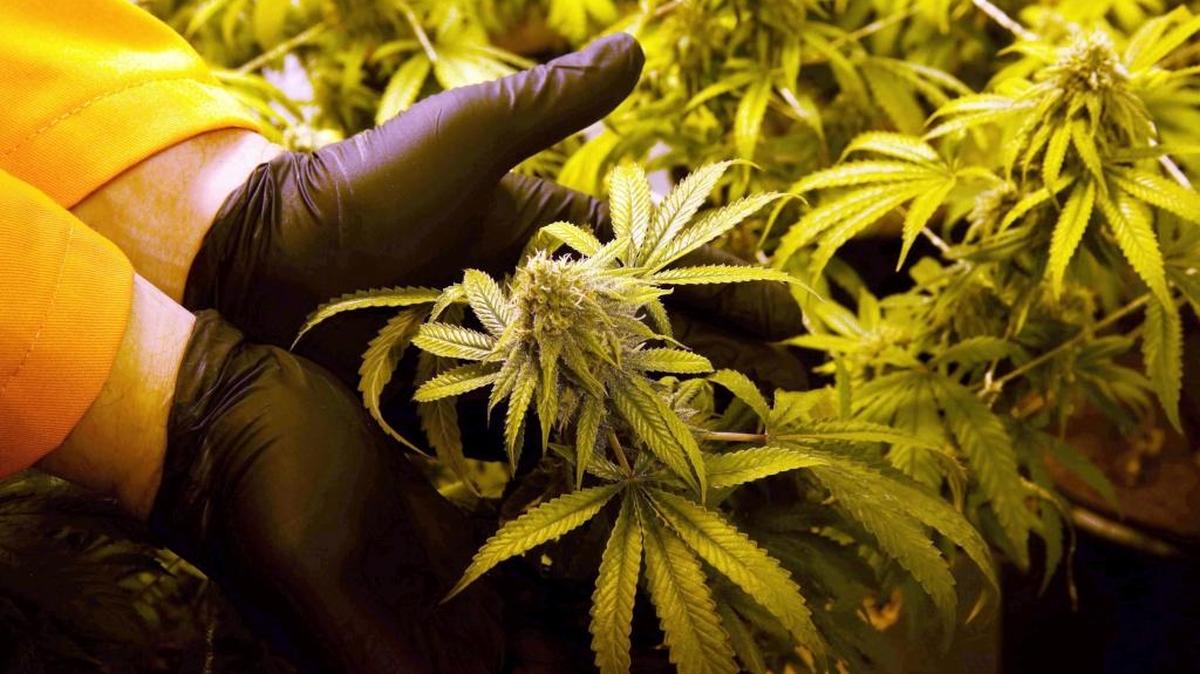 Wes Conner, gerente de Surterra Therapeutics Cultivation, muestra una flor de marihuana en las afueras de Tallahassee en junio.