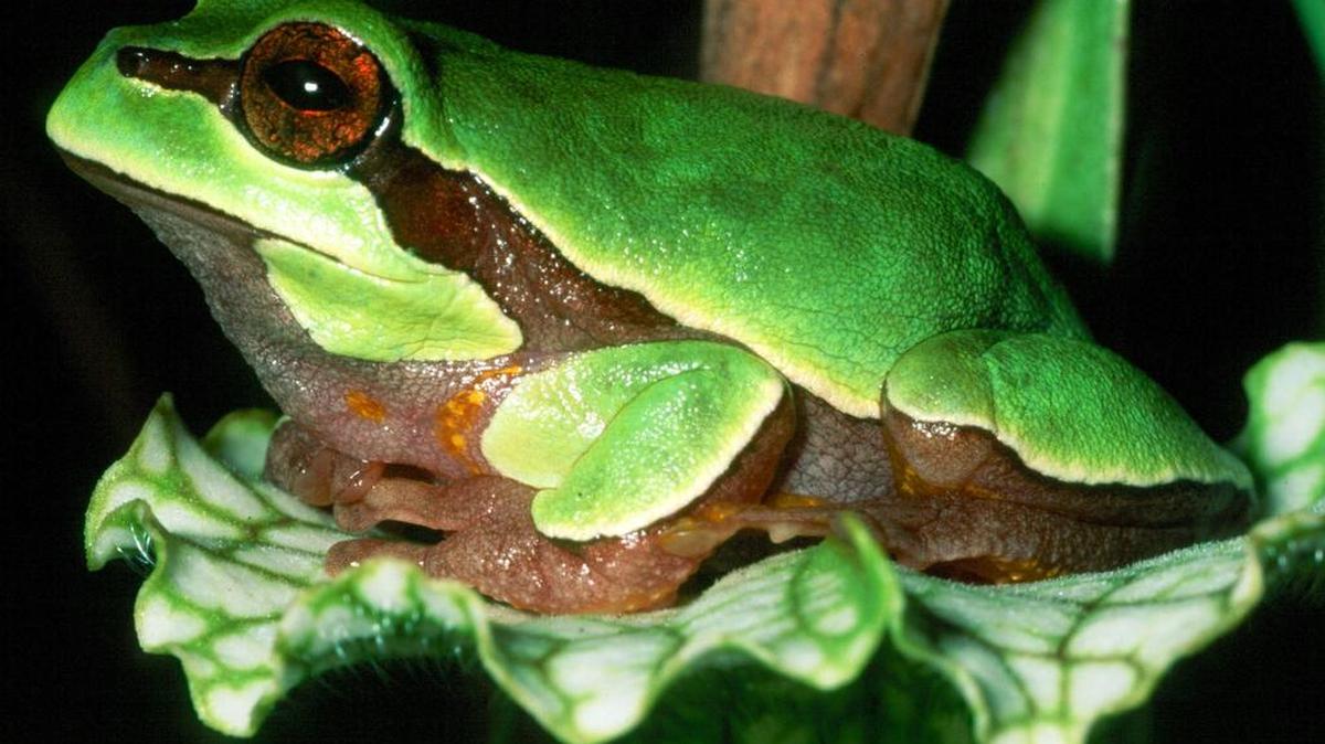Imagen de divulgación (16/10/2012) de una de las especies de rana que está en la lista de 57 especies en peligro de la Comisión para la Conservación de la Pesca y la Fauna de Florida (FWC) de Florida. Las autoridades ambientales de Florida aprobaron un plan para garantizar la supervivencia de especies como la garceta rojiza, la tortuga de mapa de Barbour y el pez brillo azulado. "Con este plan tomamos en cuenta lo que las especies en peligro tienen en común, como la necesidad de mejorar lo que sabemos sobre ellas y coordinar mejor cómo manejamos múltiples especies", explicó hoy Brad Gruver, directivo de la FWC de Florida.