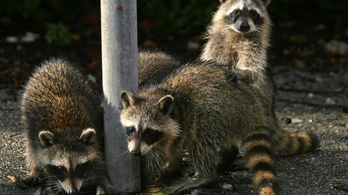 Una familia de mapaches en un parque del sur de la Florida, en esta foto de archivo del 2007.