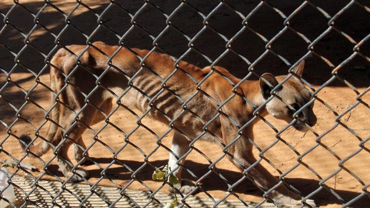 Un puma hambriento es fotografiado en su jaula en el Zoológico Metropolitano en Maracaibo, Estado Zulia, Venezuela, el 14 de febrero de 2018.