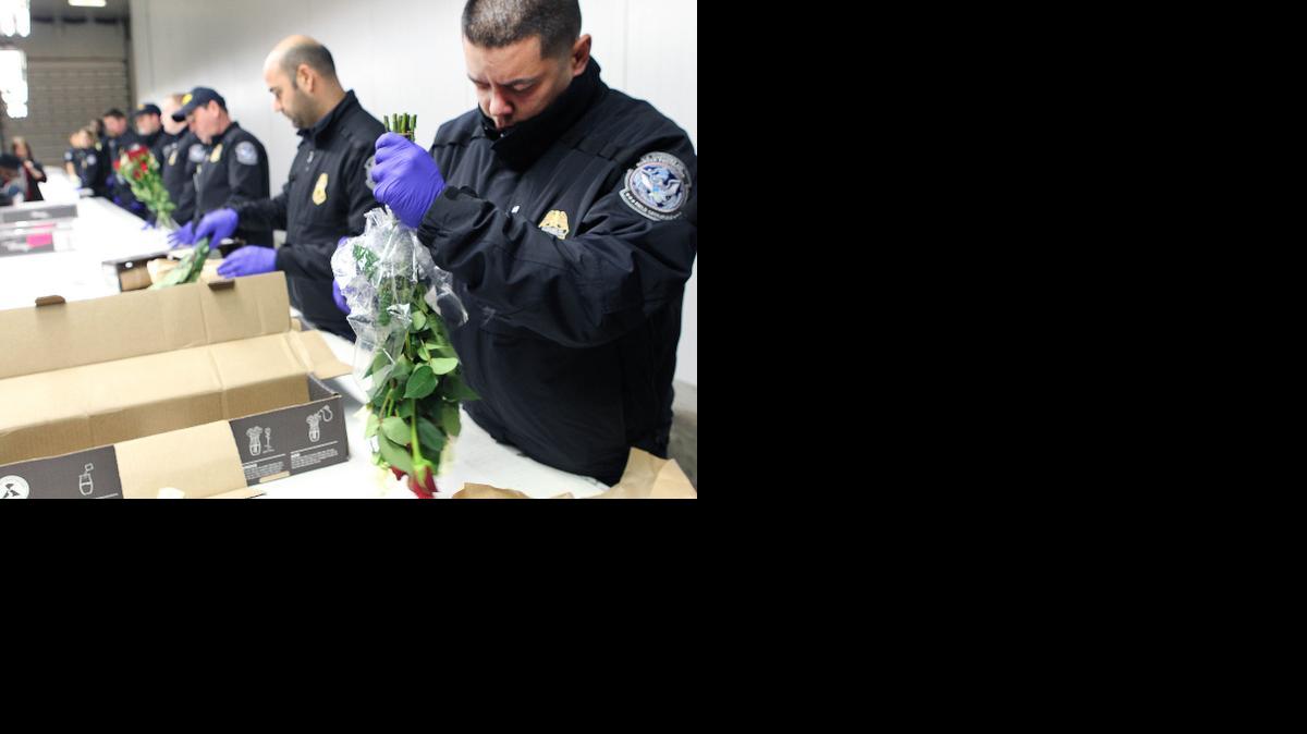 
En primer plano Noel Rodríguez, de la oficina de Aduanas y Protección Fronteriza (CBP), durante el reconocimiento este martes de un cargamento de flores provenientes del Ecuador.



