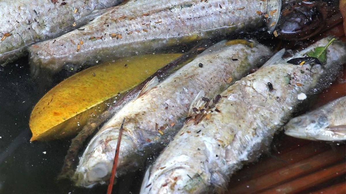 
Cientos de peces muertos han llegado desde un lago en Sun Swept Isles hasta los canales y jardines en la zona de Highland Lakes, cerca de Ives Dairy Road.


