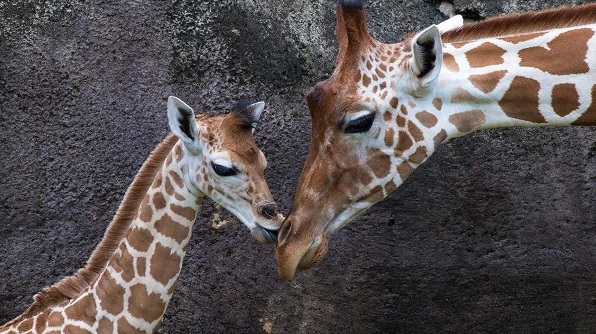 Mia, la mamá jirafa, cuida a su recién nacida en el Zoológico de Miami.