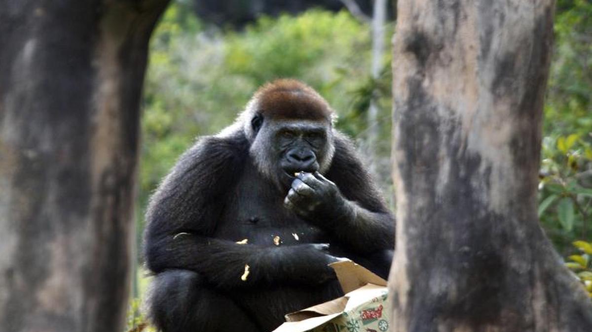"Josephine", 43, la más antigua de los gorilas en el Zoo de Miami, mordisquea fruta fresca de una caja de regalo en Navidad. Imagen de archivo de 2010. 
