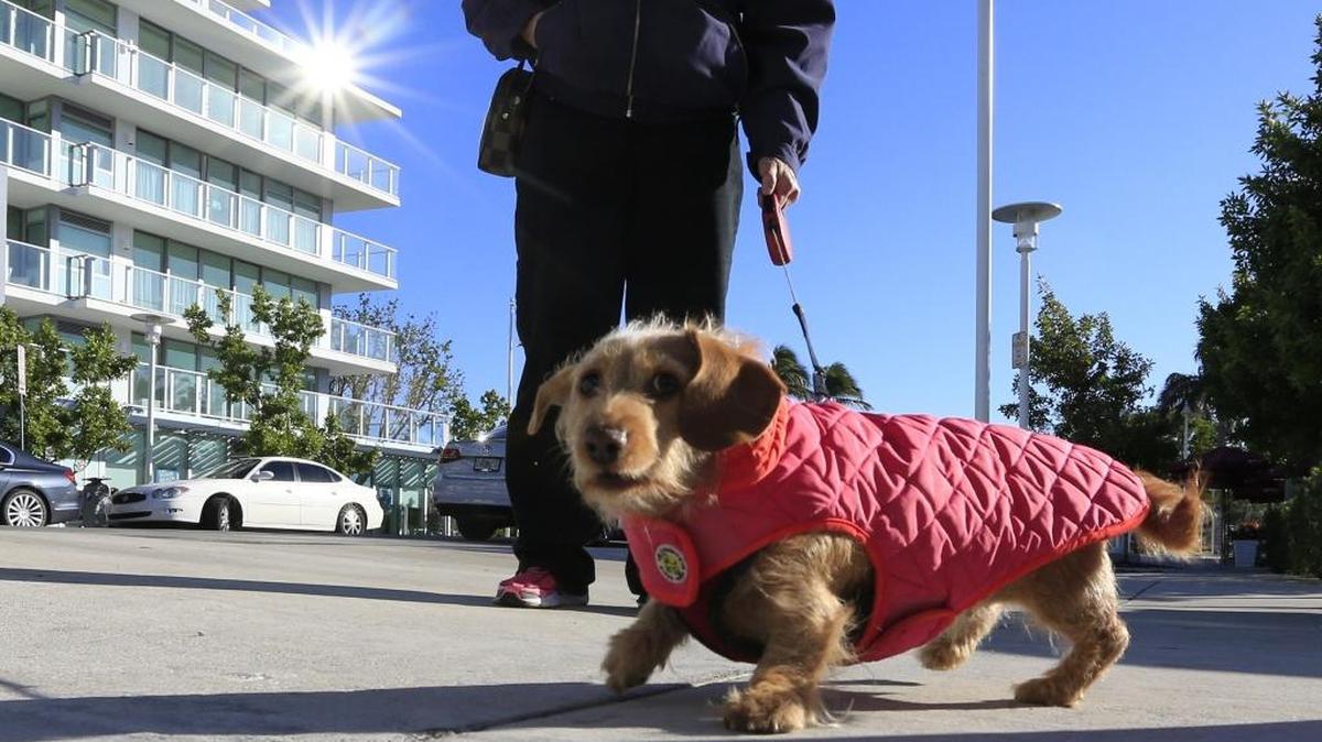 Jenny Iglesias saca a caminar a en Miami Beach a su perro Friedel, abrigado por el frío que afectó al sur de la Florida el 4 de enero del 2018.