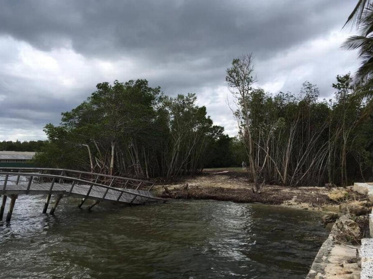 Después del huracán Irma, trabajadores despejaron una franja entre los manglares y eliminaron tocones y árboles. Un abogado de los dueños de la propiedad, quienes fueron multados repetidas veces por cortar árboles ilegalmente, dijeron que los trabajadores sólo habían cortado árboles caídos.