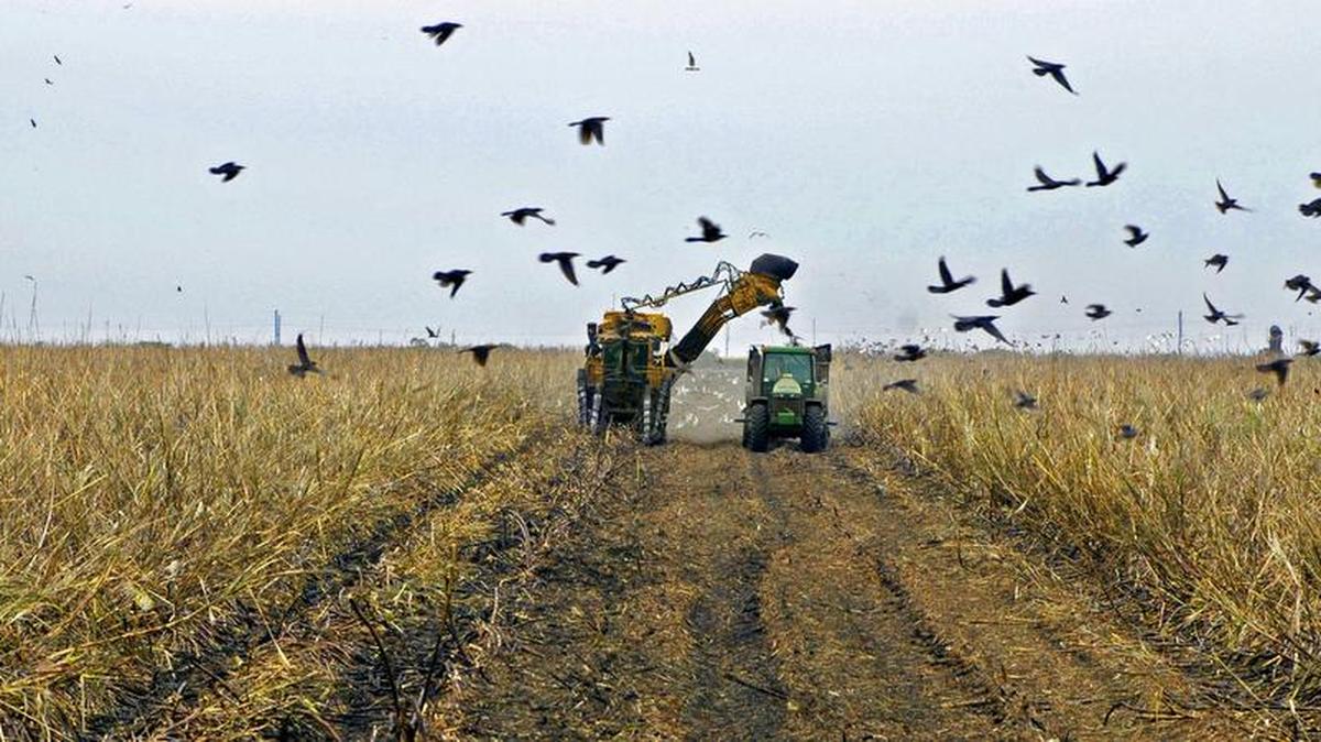 Corte mecanizado de la caña de azúcar en terrenos de la empresa U.S. Sugar Corporation en Clewiston, en una imagen de marzo del 2005.