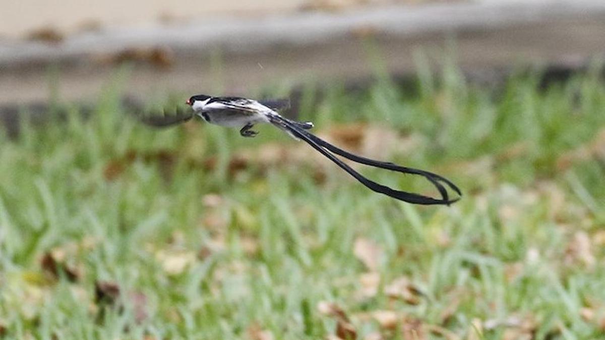 Este whydah macho fue avistado en Fort Myers por David McQuade en un patio de South Miami.