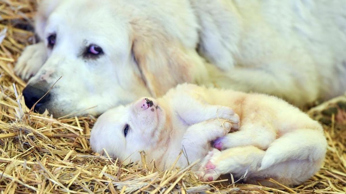 Un estudio reveló que los dueños de perros tienen menos probabilidades de sufrir enfermedades cardiovasculares y tienen vidas más longevas.