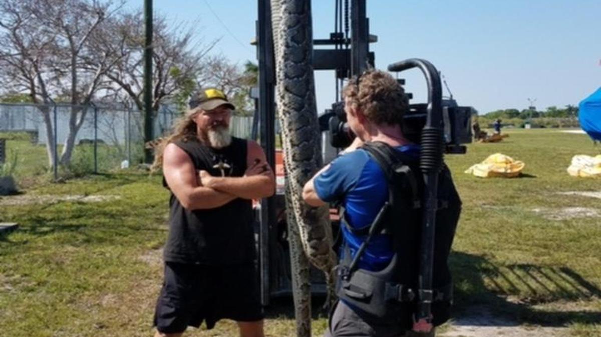Archivo.El momento en que pesan la serpiente pitón capturada por Dusty Crum, mejor conocido como ‘The Wildman’ o el hombre salvaje.
