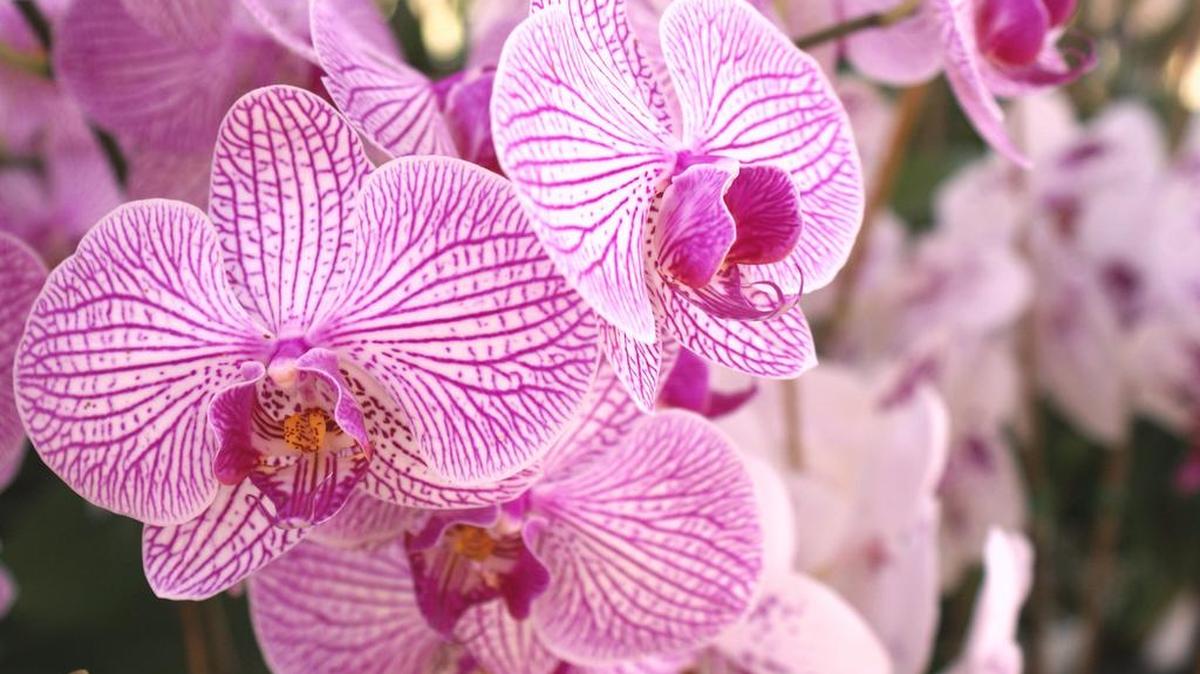 Miami fue catalogada como la mejor ciudad de EEUU para la jardinería al desnudo.