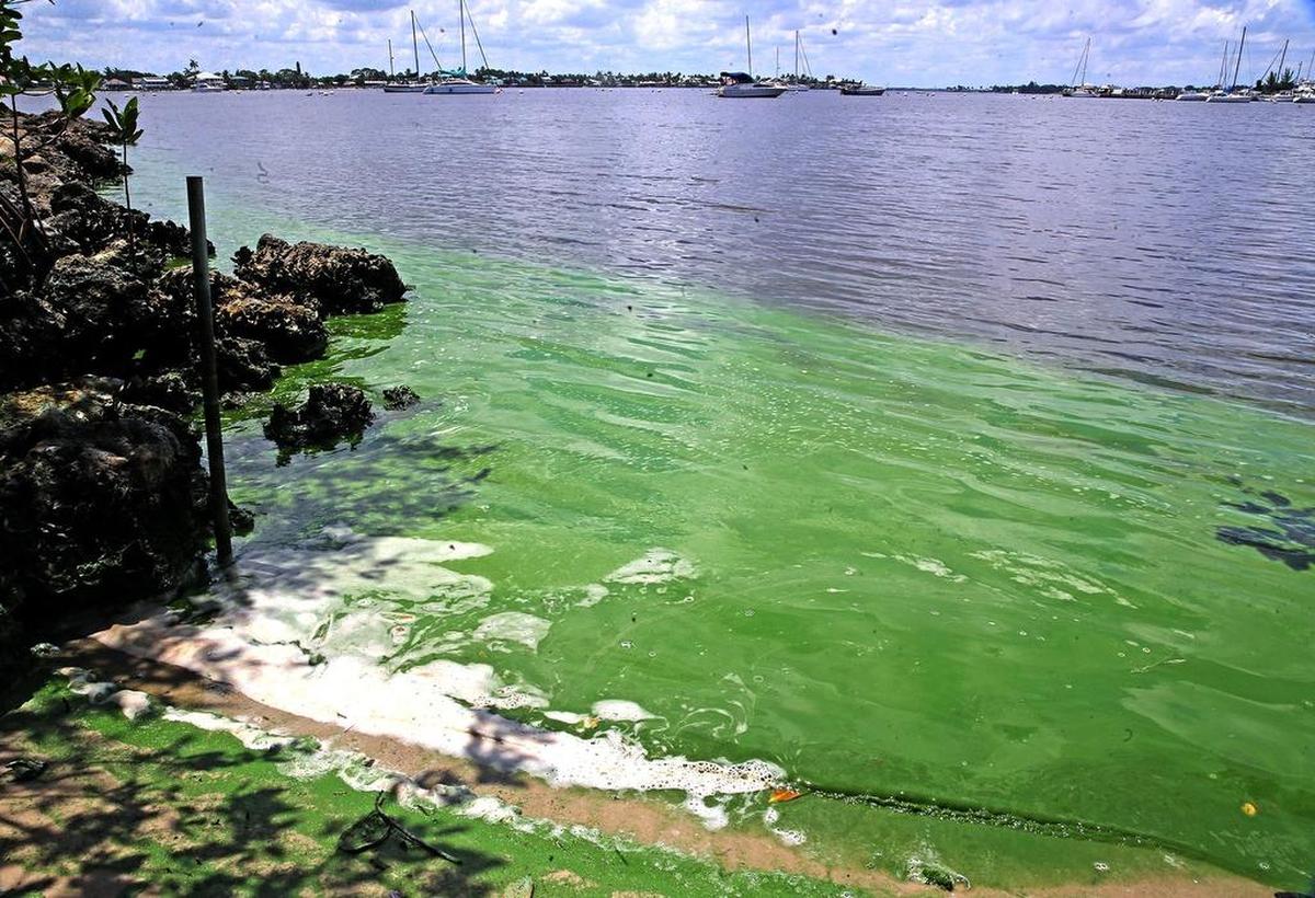 On Monday, Gov. Rick Scott issued a state of emergency for seven counties around Lake Okeechobee, including Martin County where algae blooms can be found along the St. Lucie River including Shepard Park, shown here.