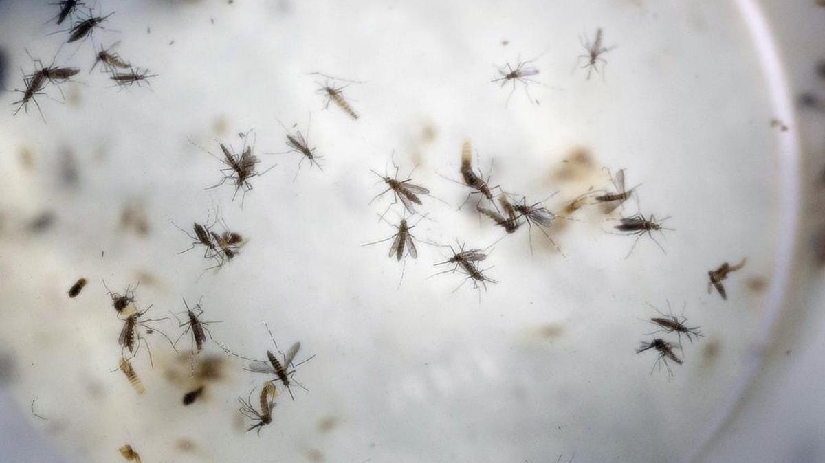 Los mosquitos aedes aegypti, transmisores del zika, dengue y chikunguya, son capturados para analizarlos.