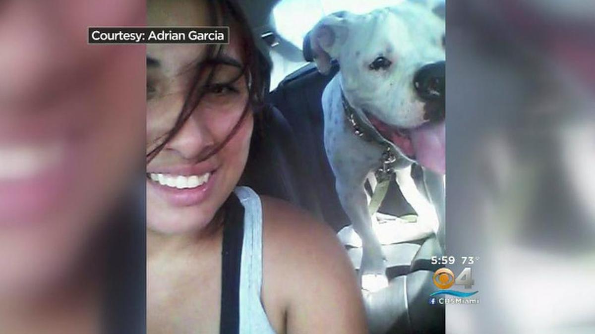 Una foto cedida por la familia que muestra a Charlie, un perro bulldog americano que murió tras recibir un disparo de un policía de Miami-Dade.