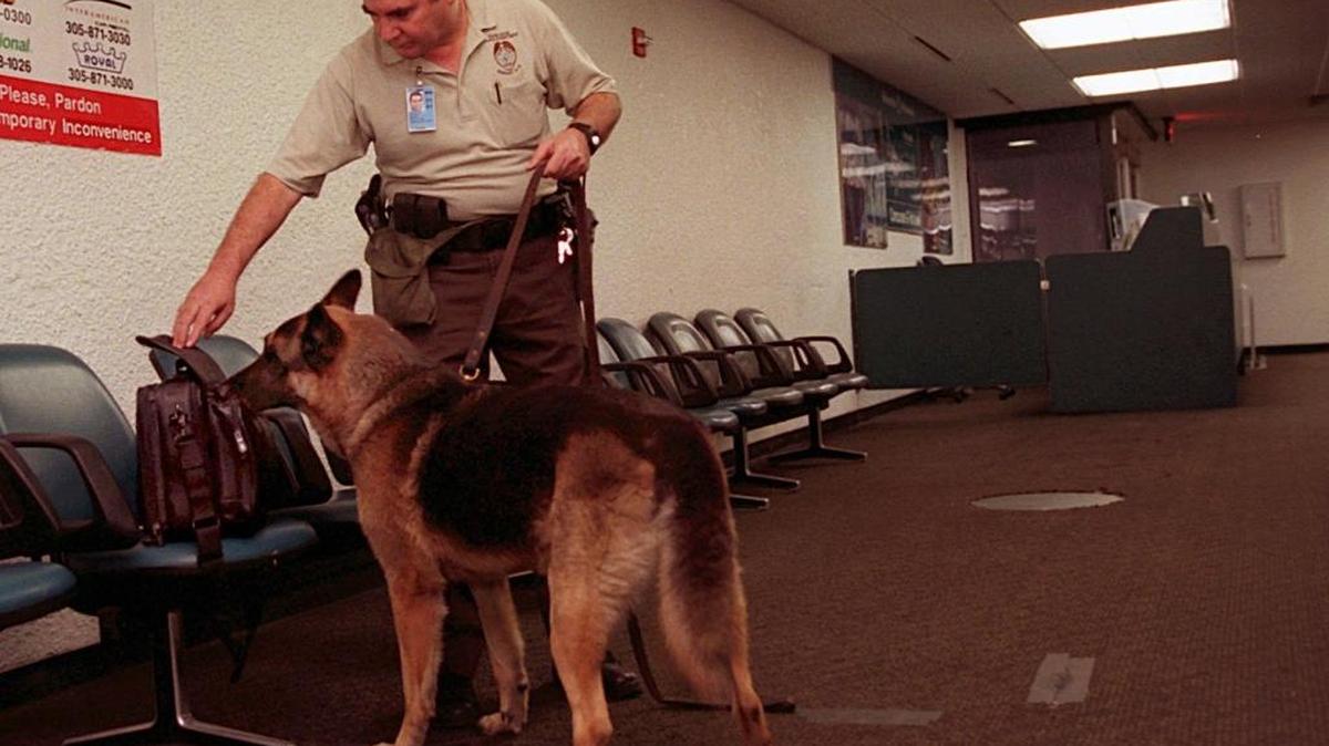 El policía del Condado Miami Dade, Ray Rivera, observa como Nero huele una bolsa que fue dejada abandonada en una zona del Aeropuerto Internacional de Miami. Foto de archivo.