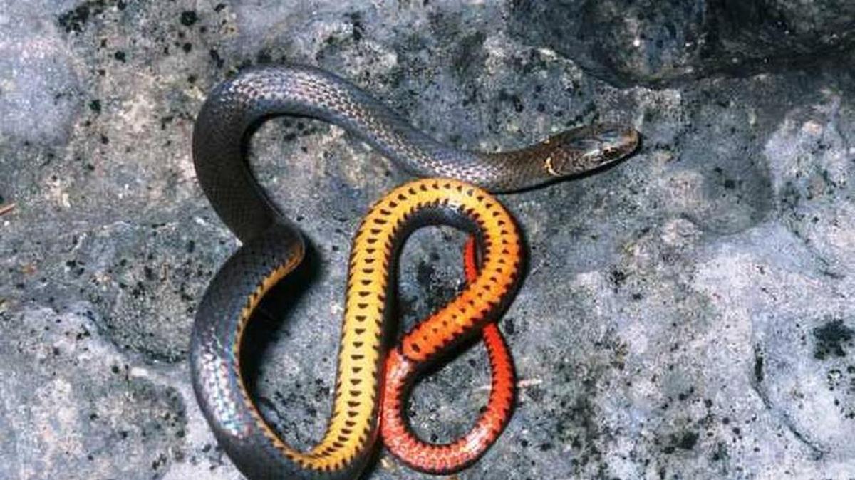 La culebra de cuello anillado de los cayos es una especie que solo se consigue en los cayos bajos.