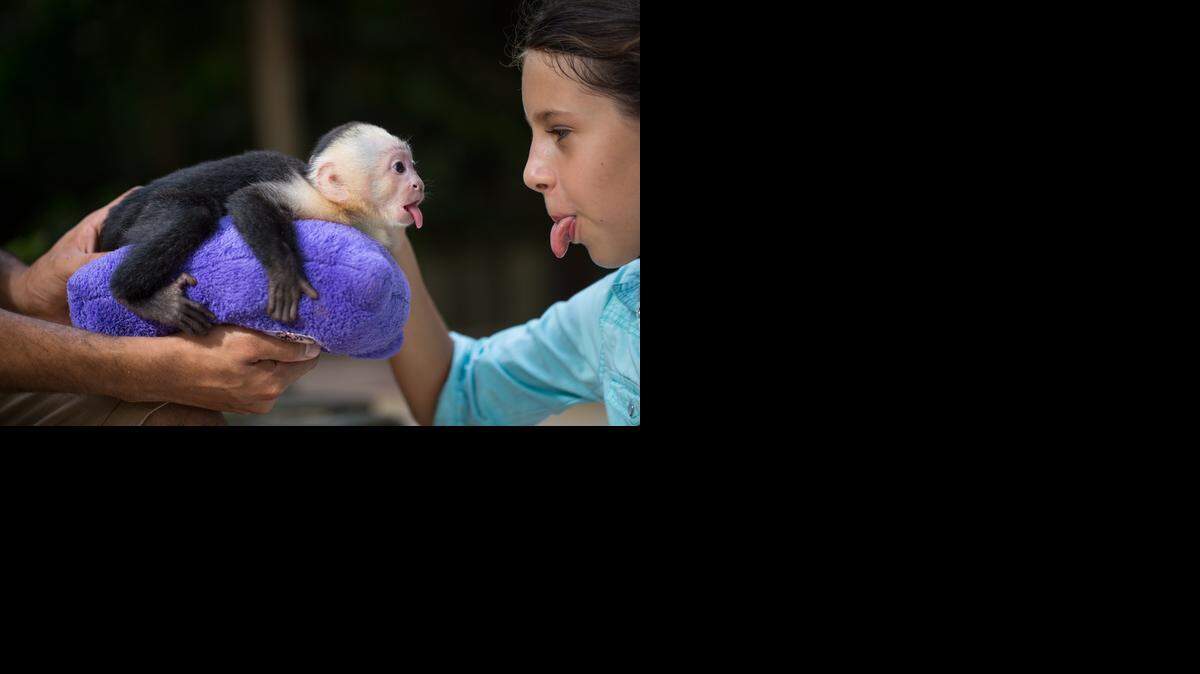 
Un bebe de mono capuchino y una niña, no identificada, juegan a sacarse la lengua durante uno de los tantos encuentros que se propician en el parque entre humanos y sus exóticos habitantes.

