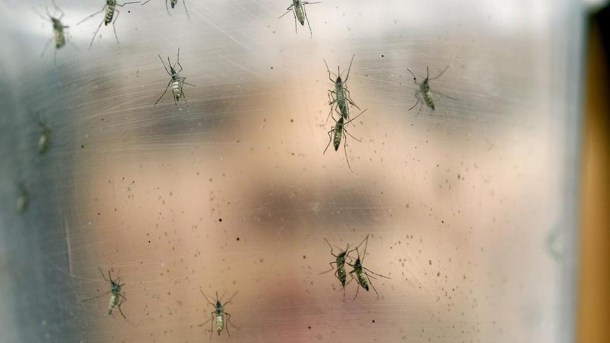 El virus Zika, que afecta ya a una quincena de países en América, se transmite a través de un mosquito del género Aedes aegypti, el mismo que porta el chikunguña y el dengue.