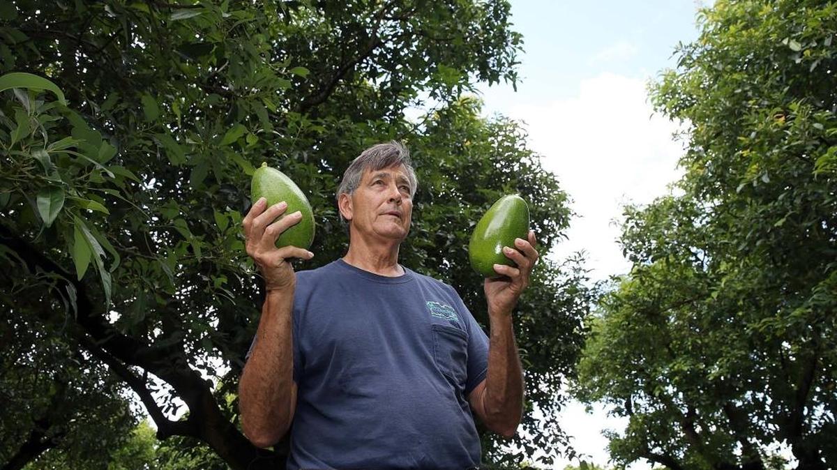Art Ballard muestra un par de aguacates Donnie, cosechados en su granja, Ballard Groves, de árboles que no han sido afectados por el hongo.