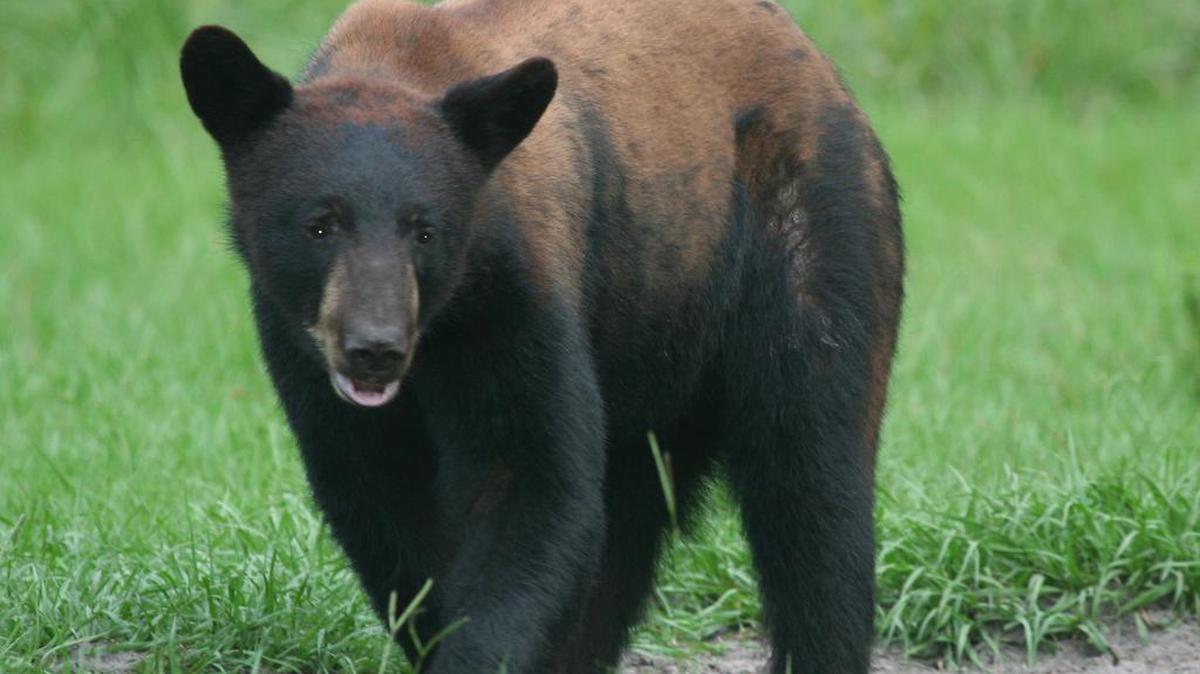 
Un oso negro visto en los Everglades. Foto de archivo.

