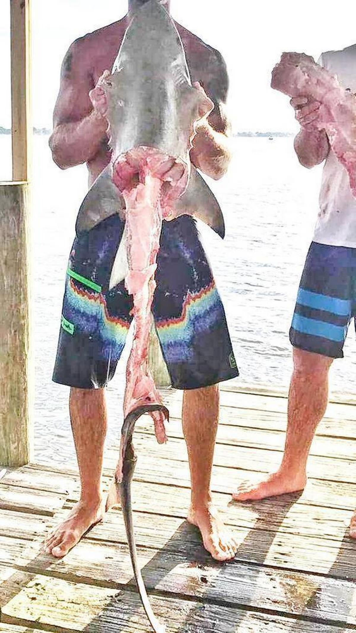 Un grupo de hombres que se filmaron arrastrando a un tiburón detrás de un barco a toda velocidad le enviaron al capitán Mark "Mark the Shark" Quartiano una foto del tiburón después de arrastrarlo. Cortesía de Mark Quartiano