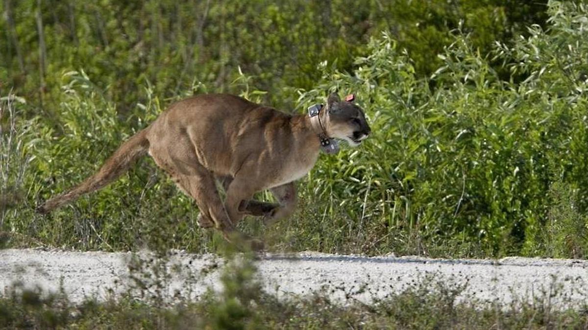 Una pantera de la Florida es liberada en el 2013.
