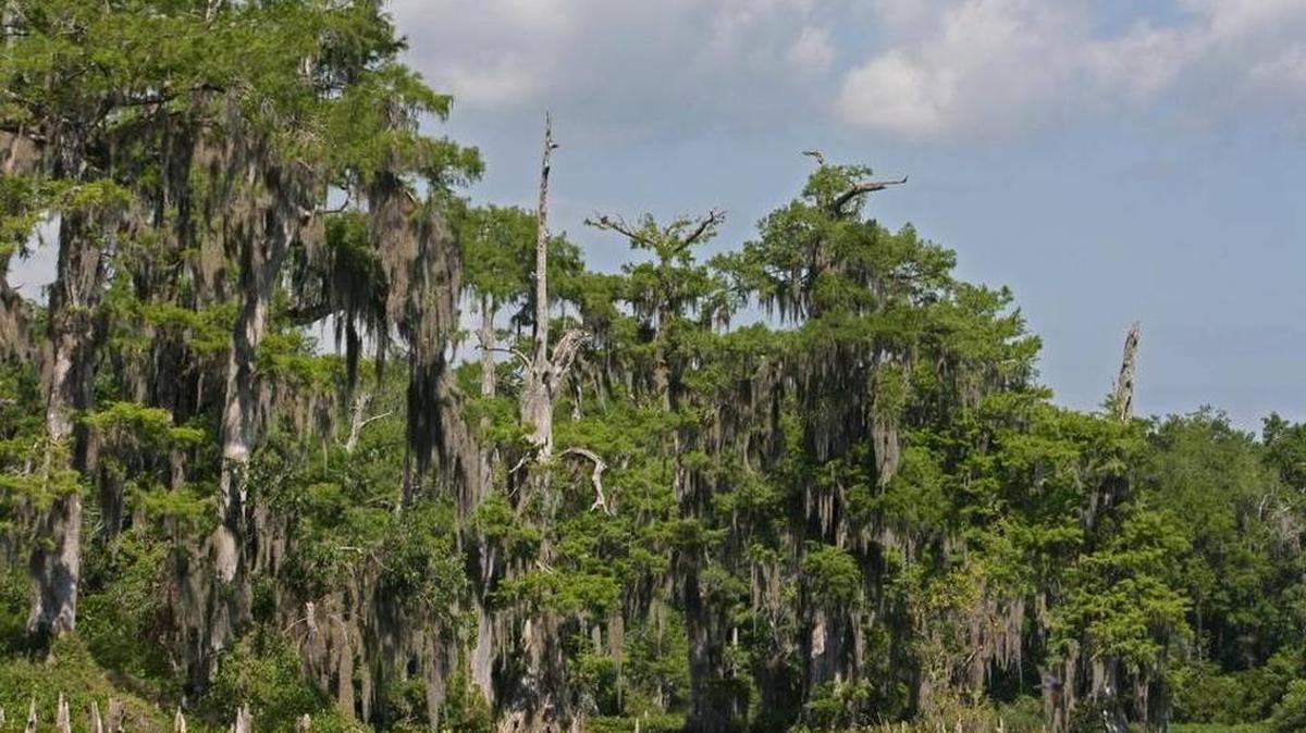 Los árboles de cedro con sus barbas de musgo bordean las aguas del parque estatal Wakulla Springs al sur de Tallahassee.