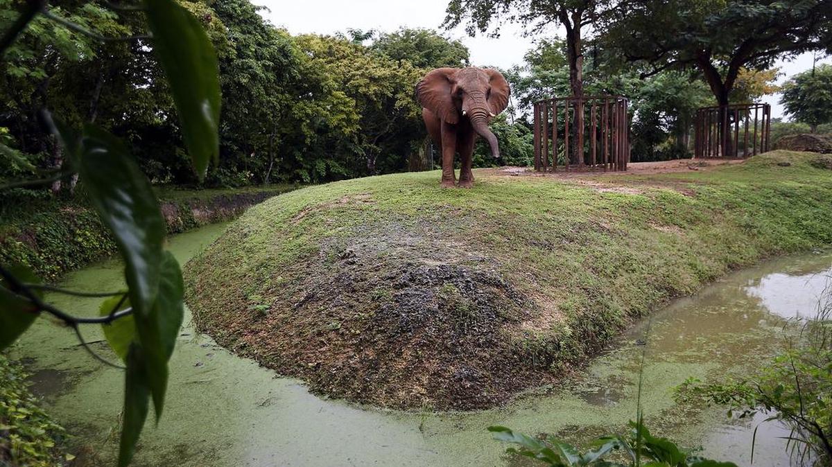 La zanja seca que bordea el terreno del elefante estaba llena de agua el lunes debido a las copiosas lluvias que aquejan al sur de Florida.