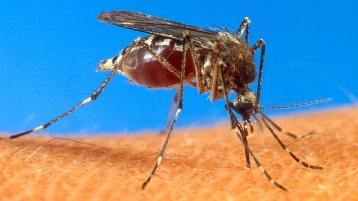 Un mosquito “Aedes aegypti”, transmisor de los virus del zika.